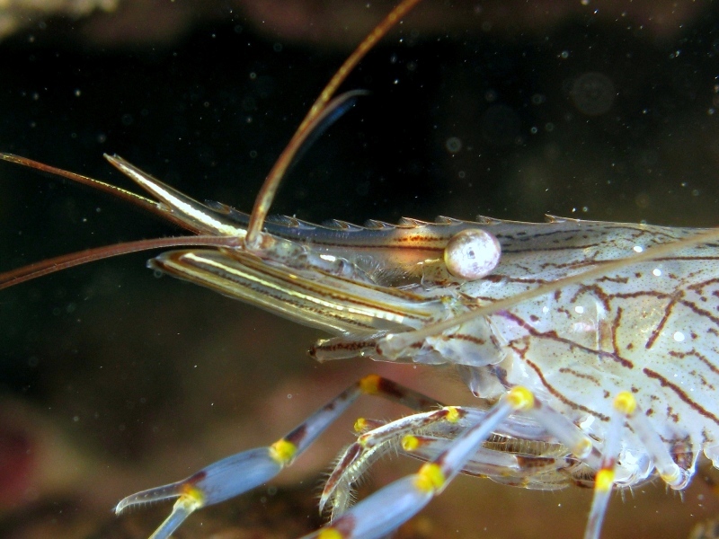 Differenze tra Palaemon serratus e Palaemon elegans